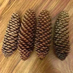 Perfect Spruce Dry Fir 🌲 Pine Cones